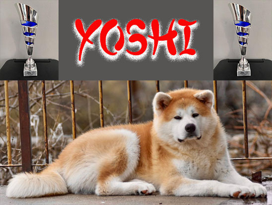 Yoshi i pehar